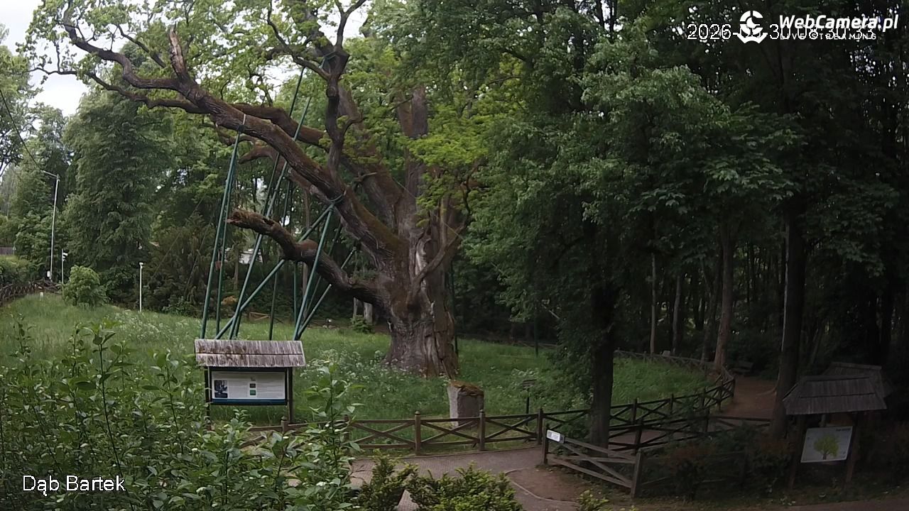 Dąb Bartek - Pomnik Przyrody - 30 maj 2026, 08:31