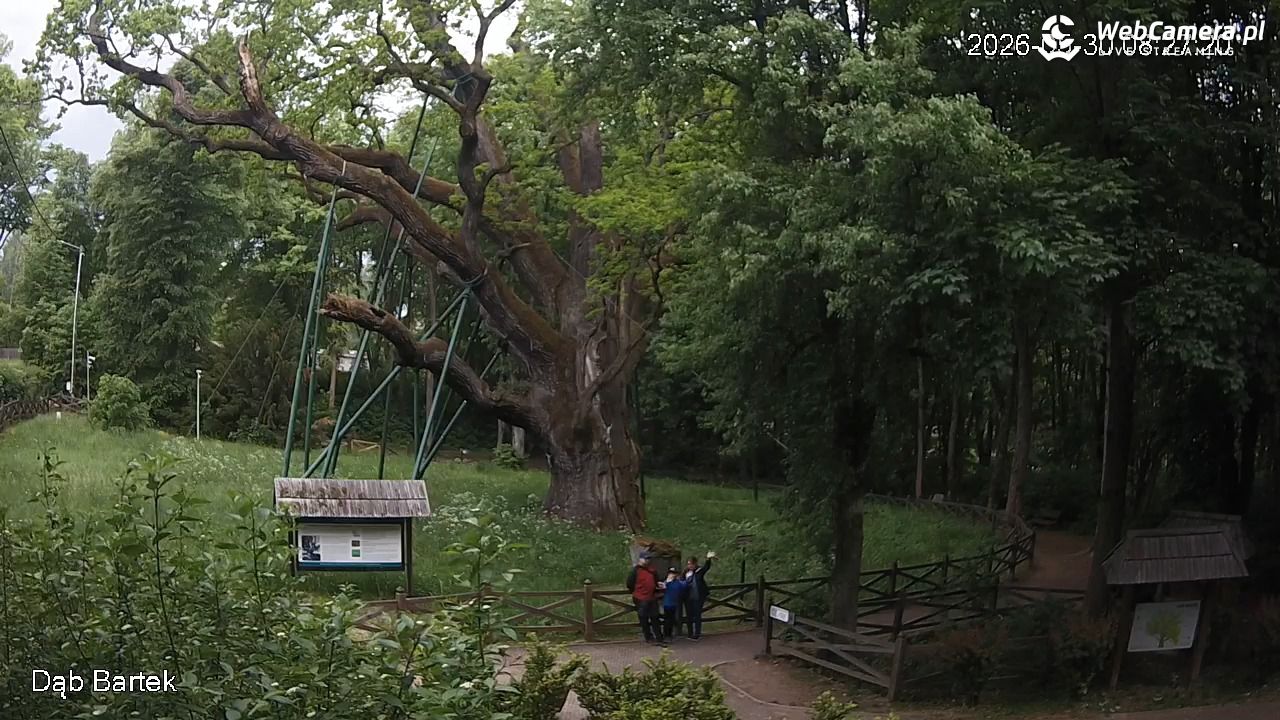 Dąb Bartek - Pomnik Przyrody - 30 maj 2026, 08:27