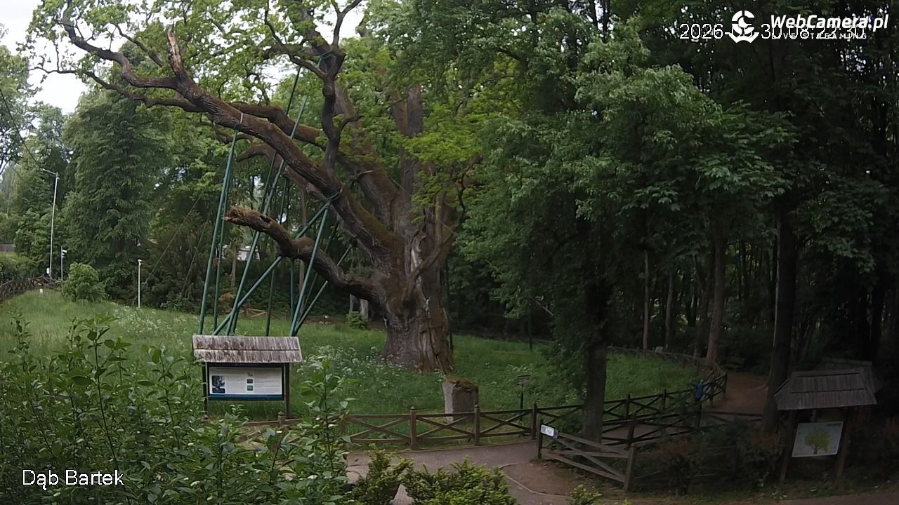 Dąb Bartek - Pomnik Przyrody - 30 maj 2026, 08:22