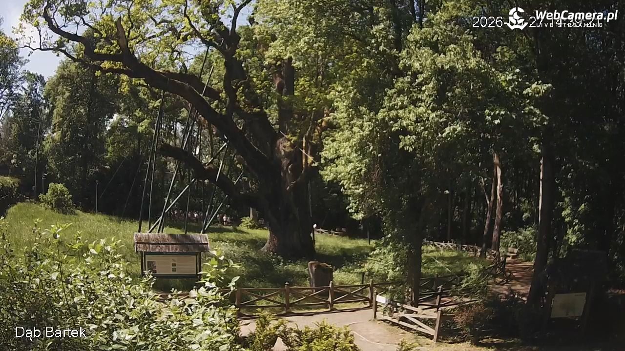 Dąb Bartek - Pomnik Przyrody - 27 maj 2026, 14:39