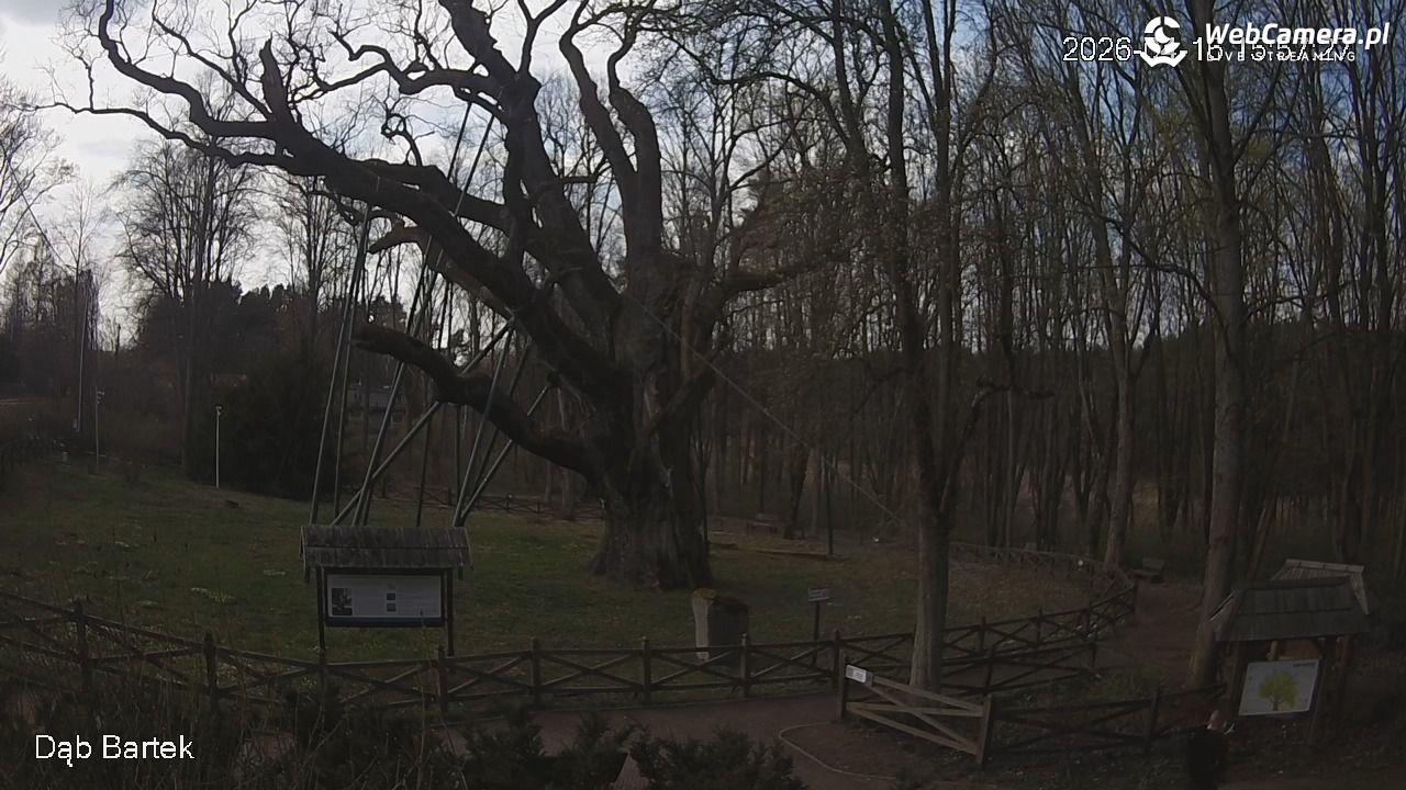 Dąb Bartek - Pomnik Przyrody - 16 kwiecień 2026, 15:58