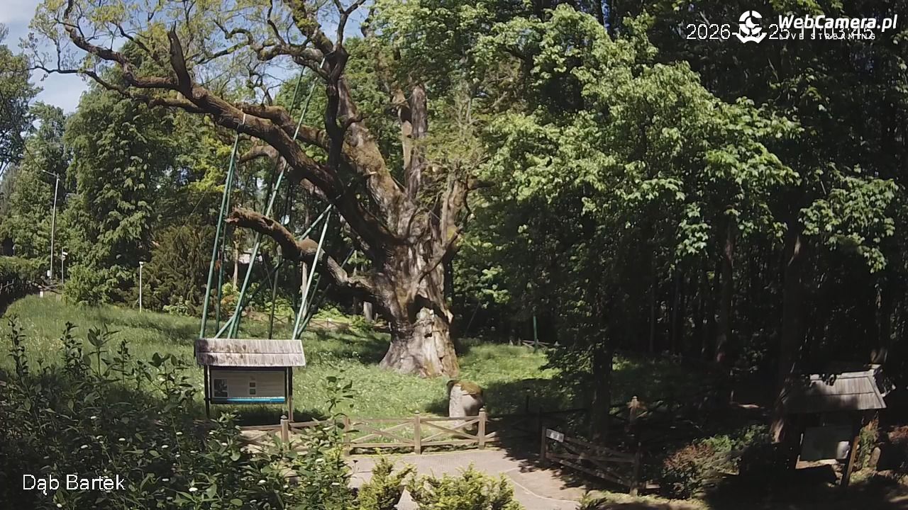 Dąb Bartek - Pomnik Przyrody - 25 maj 2026, 11:04