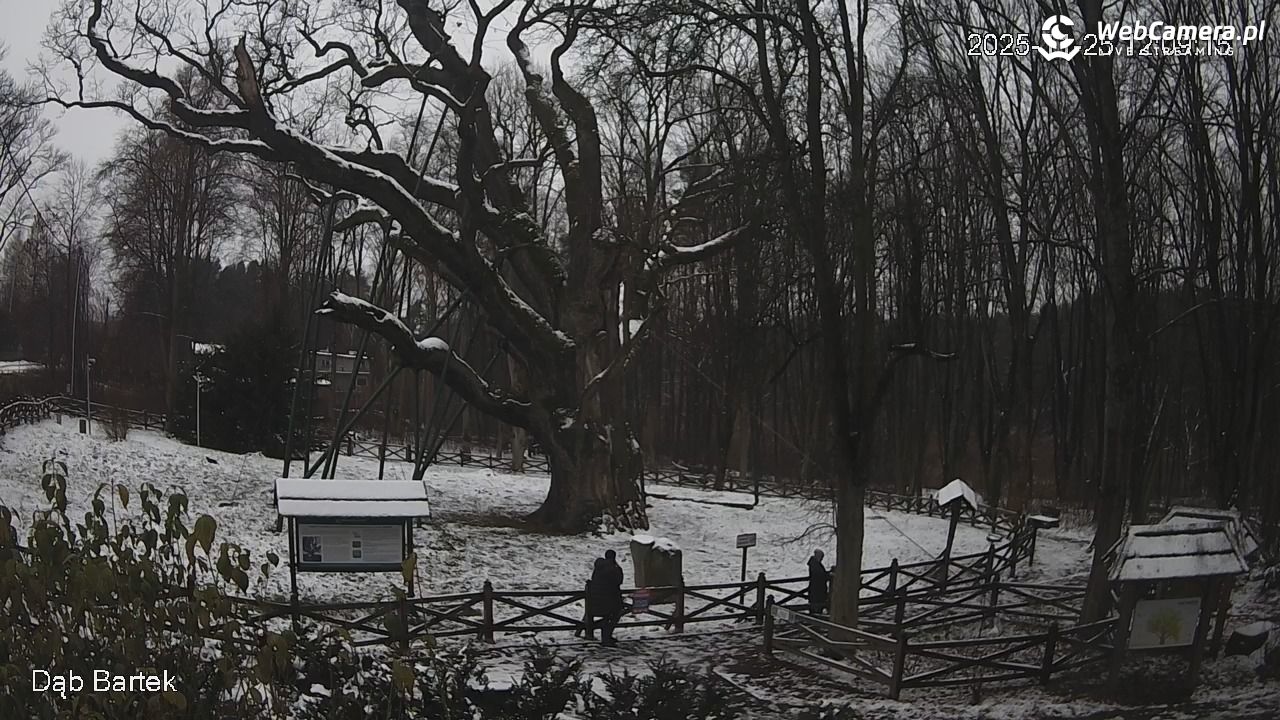 Dąb Bartek - Pomnik Przyrody - 25 listopad 2025, 12:09