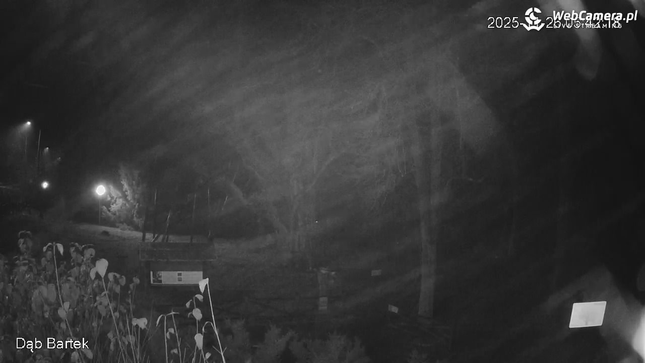 Dąb Bartek - Pomnik Przyrody - 26 listopad 2025, 05:43