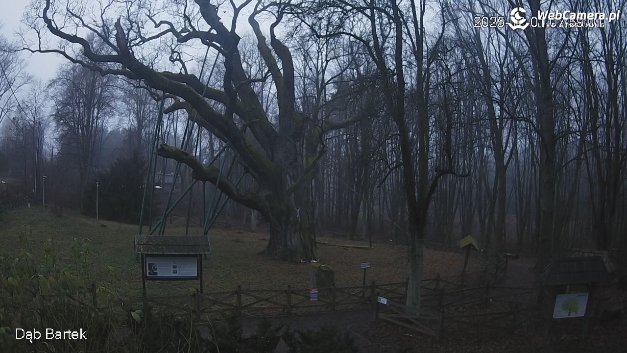Dąb Bartek - Pomnik Przyrody - 01 grudzień 2025, 07:59