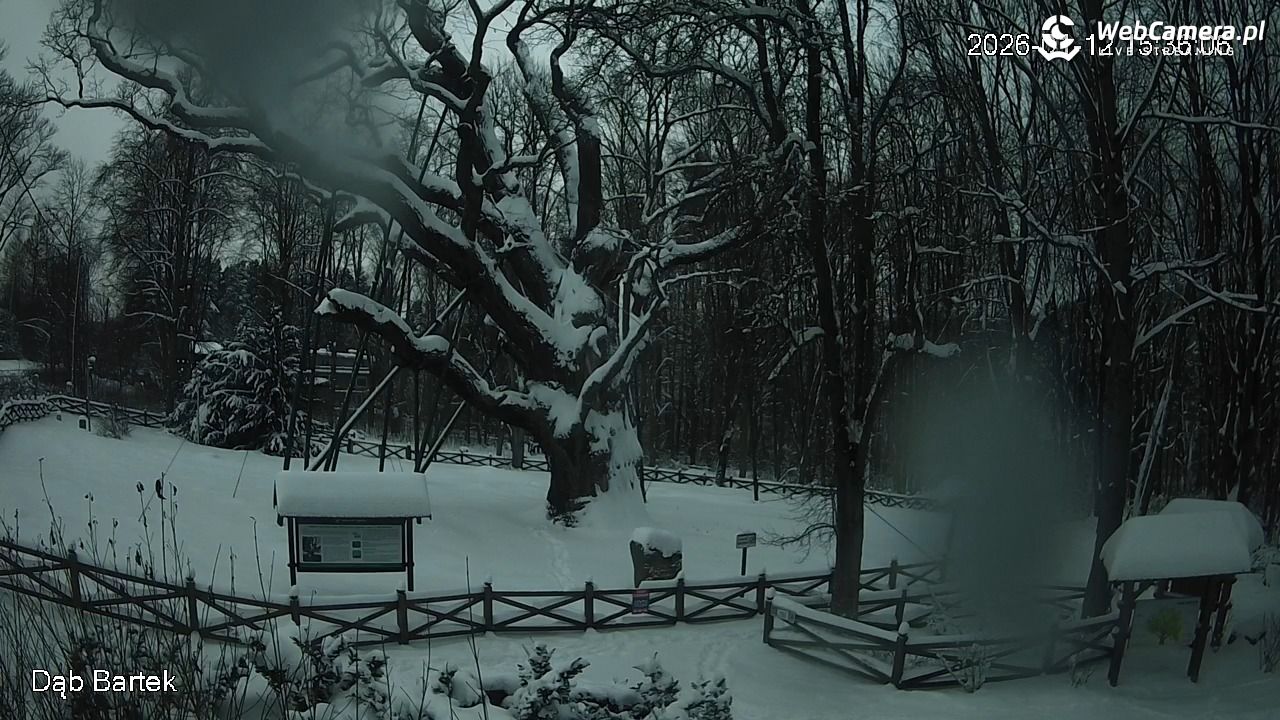 Dąb Bartek - Pomnik Przyrody - 12 styczeń 2026, 15:36