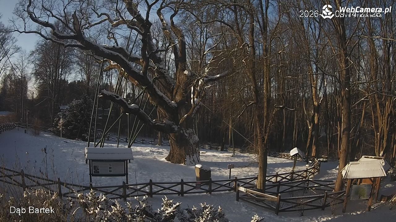 Dąb Bartek - Pomnik Przyrody - 09 styczeń 2026, 14:27