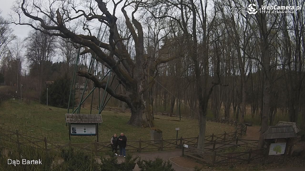 Dąb Bartek - Pomnik Przyrody - 14 kwiecień 2026, 12:02