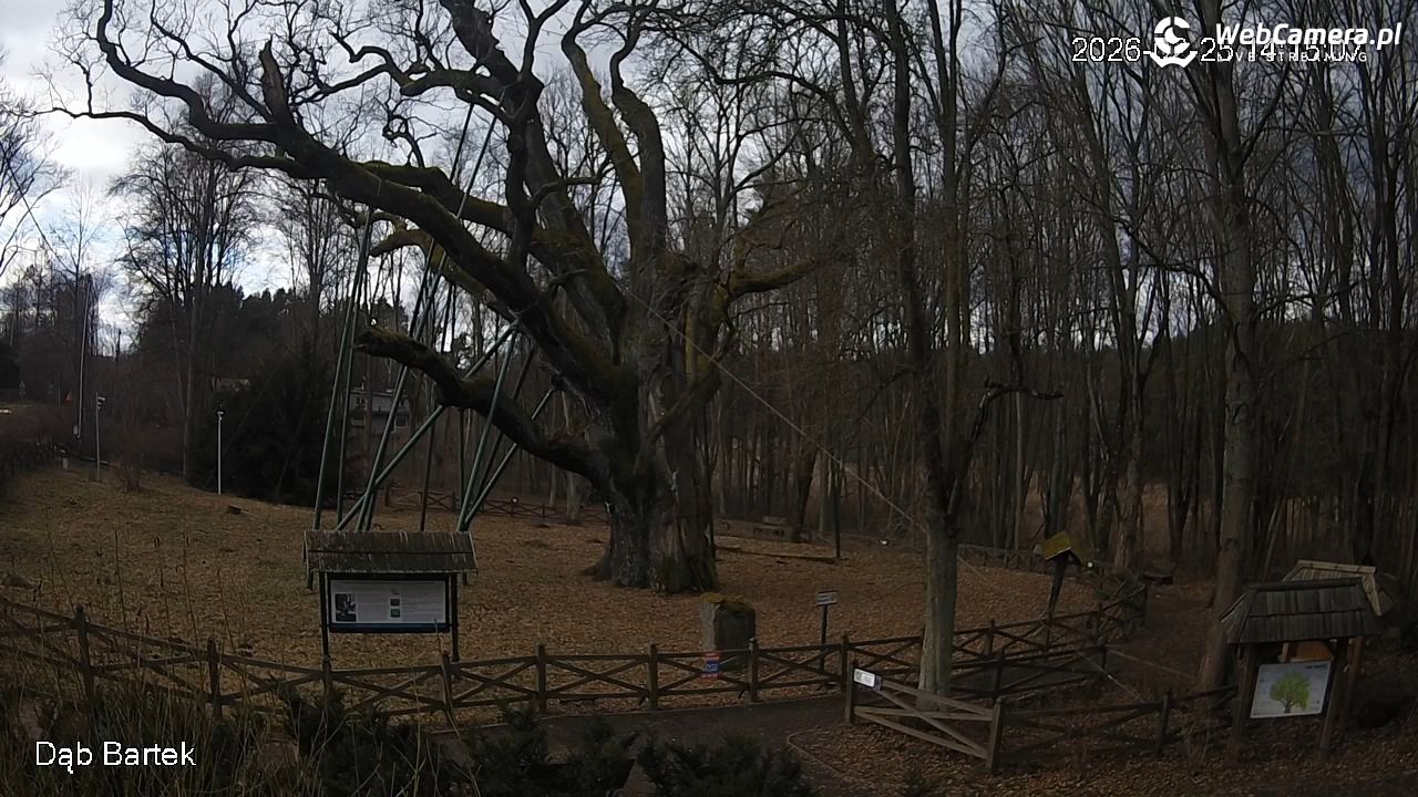 Dąb Bartek - Pomnik Przyrody - 25 luty 2026, 14:15