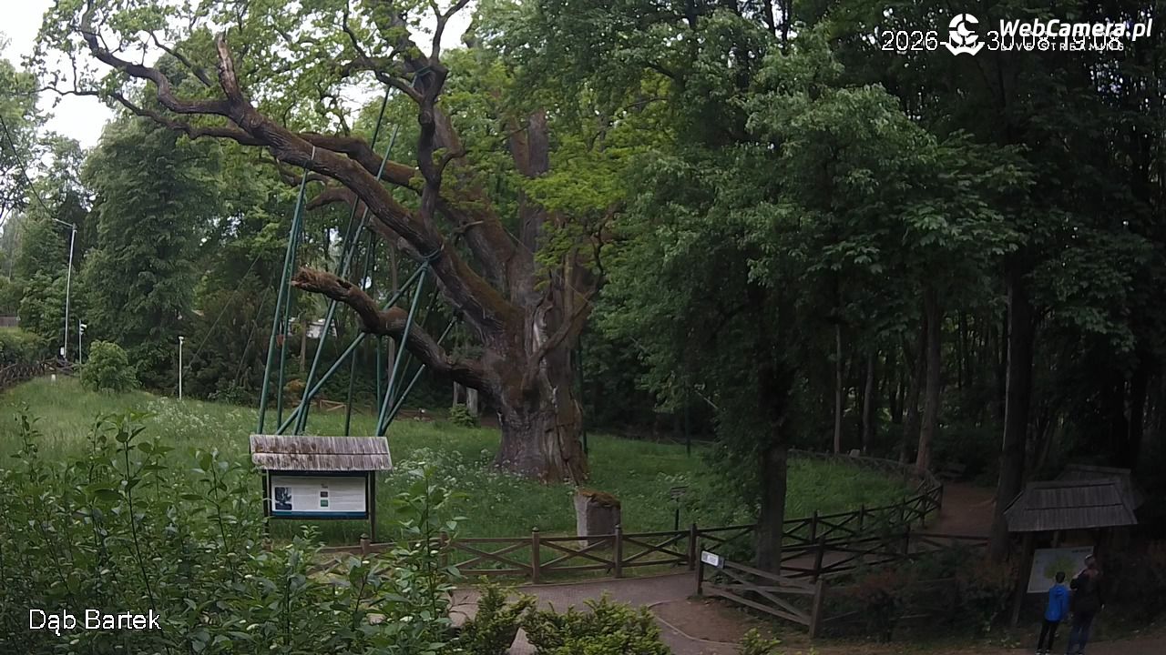 Dąb Bartek - Pomnik Przyrody - 30 maj 2026, 08:19