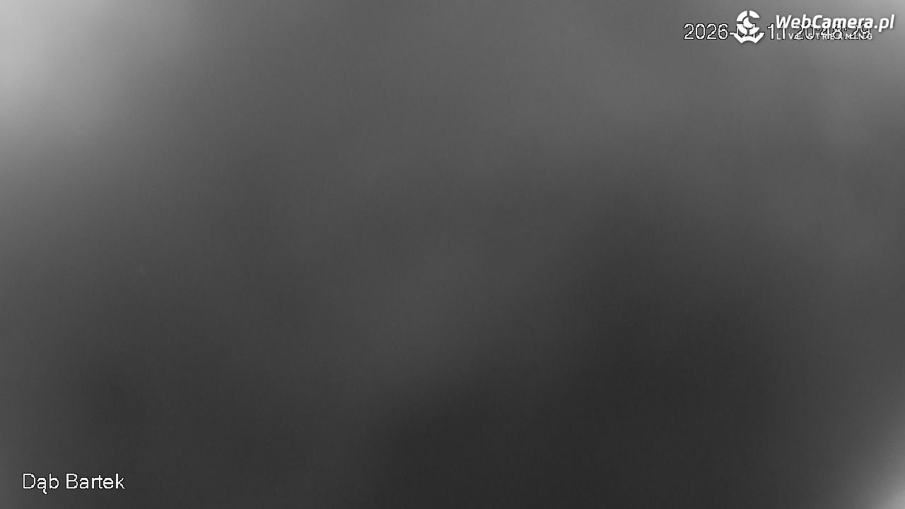 Dąb Bartek - Pomnik Przyrody - 11 styczeń 2026, 20:49