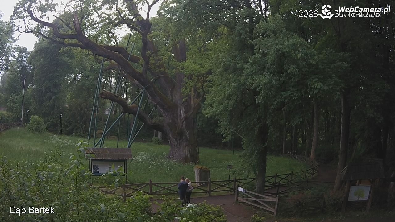 Dąb Bartek - Pomnik Przyrody - 30 maj 2026, 18:41