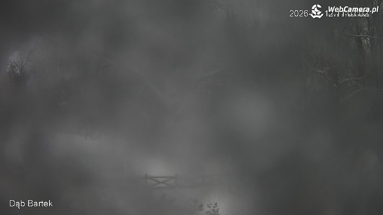 Dąb Bartek - Pomnik Przyrody - 12 styczeń 2026, 11:07