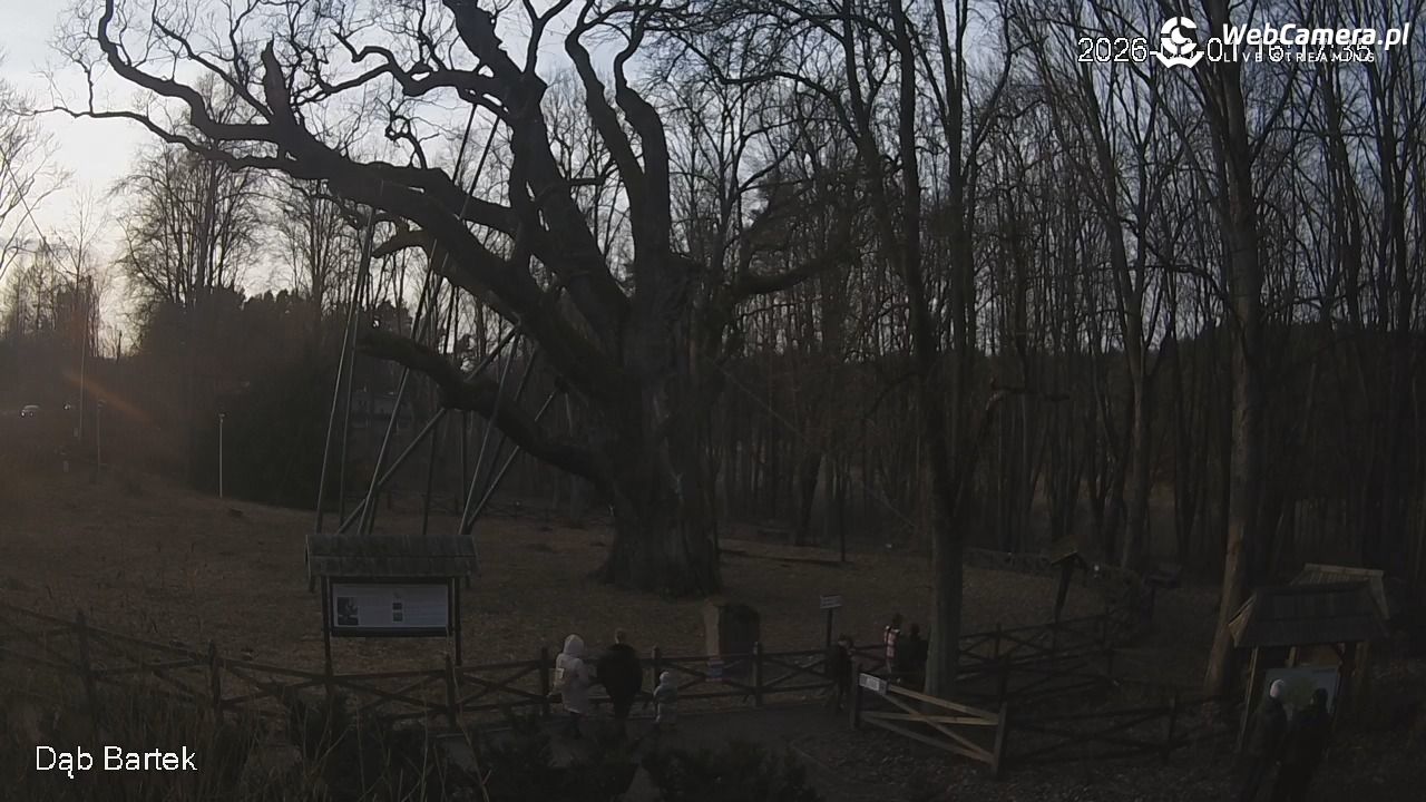 Dąb Bartek - Pomnik Przyrody - 01 marzec 2026, 16:18