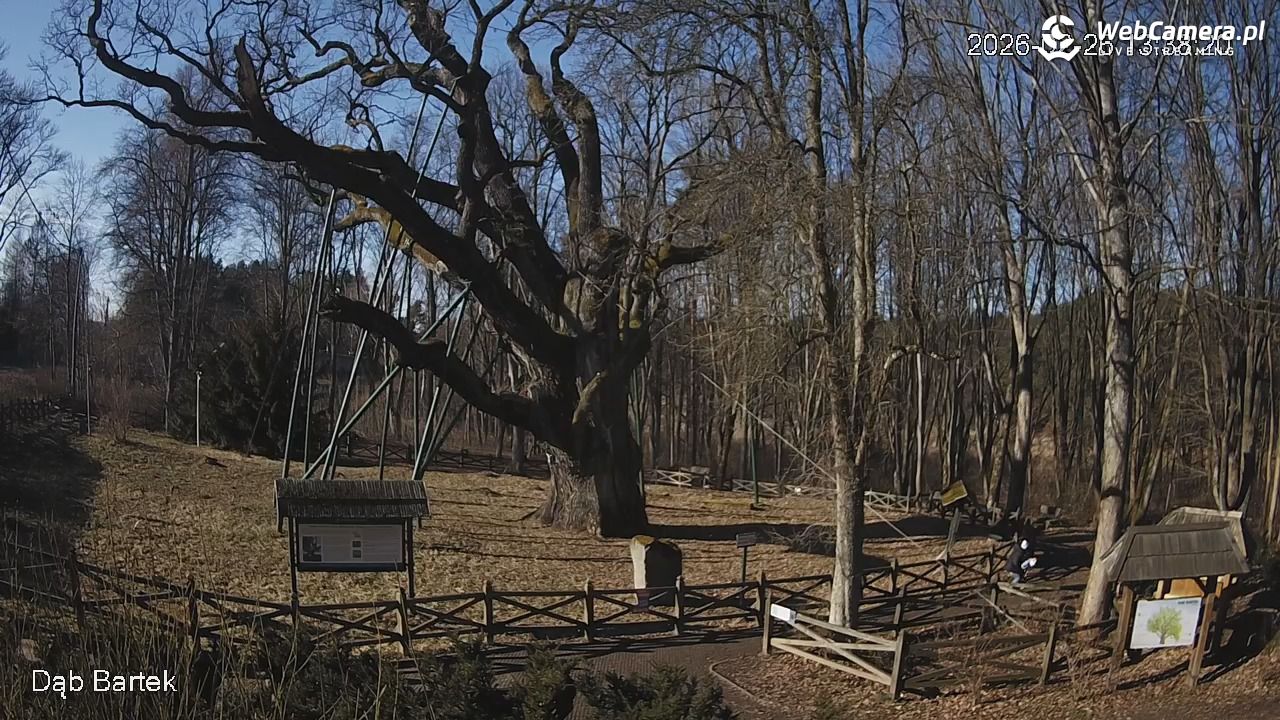 Dąb Bartek - Pomnik Przyrody - 26 luty 2026, 13:38