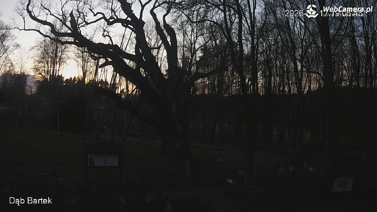 Dąb Bartek - Pomnik Przyrody - 17 kwiecień 2026, 19:07