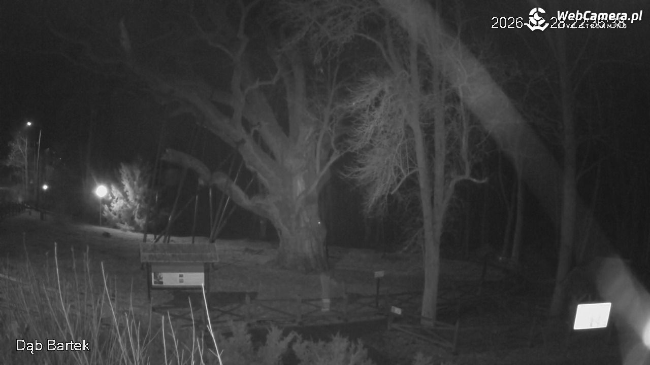 Dąb Bartek - Pomnik Przyrody - 28 luty 2026, 22:37