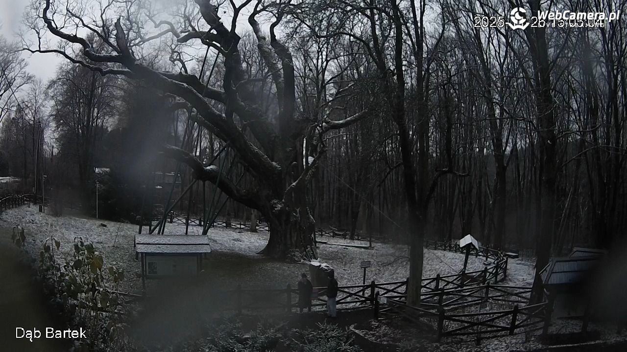 Dąb Bartek - Pomnik Przyrody - 26 listopad 2025, 15:05