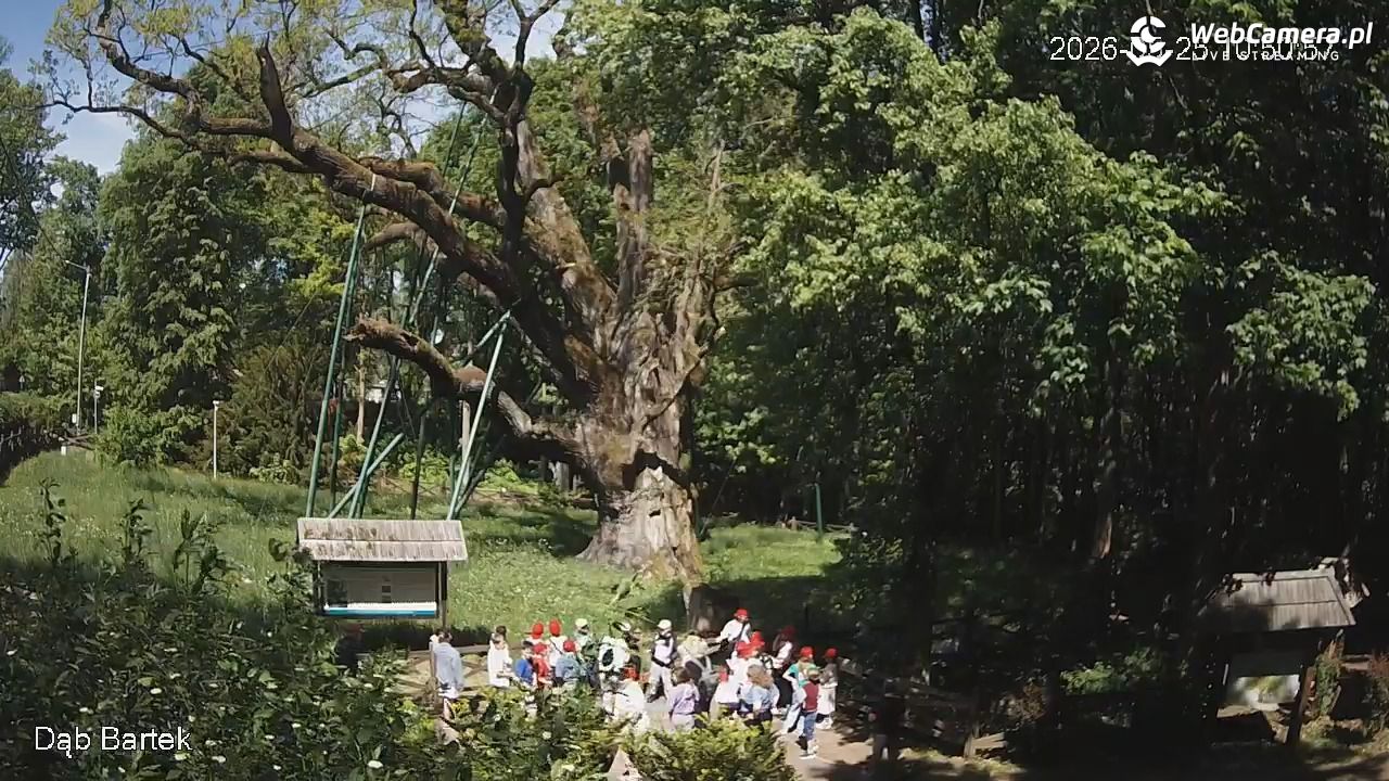 Dąb Bartek - Pomnik Przyrody - 25 maj 2026, 10:51
