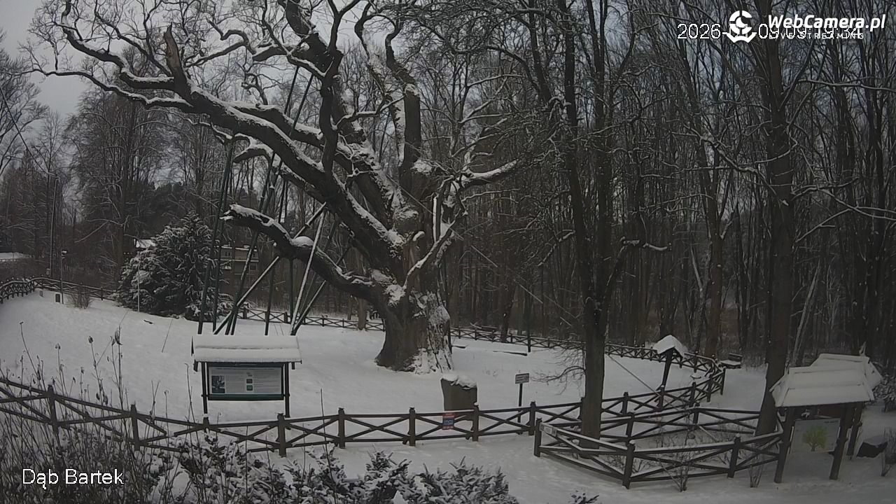 Dąb Bartek - Pomnik Przyrody - 09 styczeń 2026, 09:20