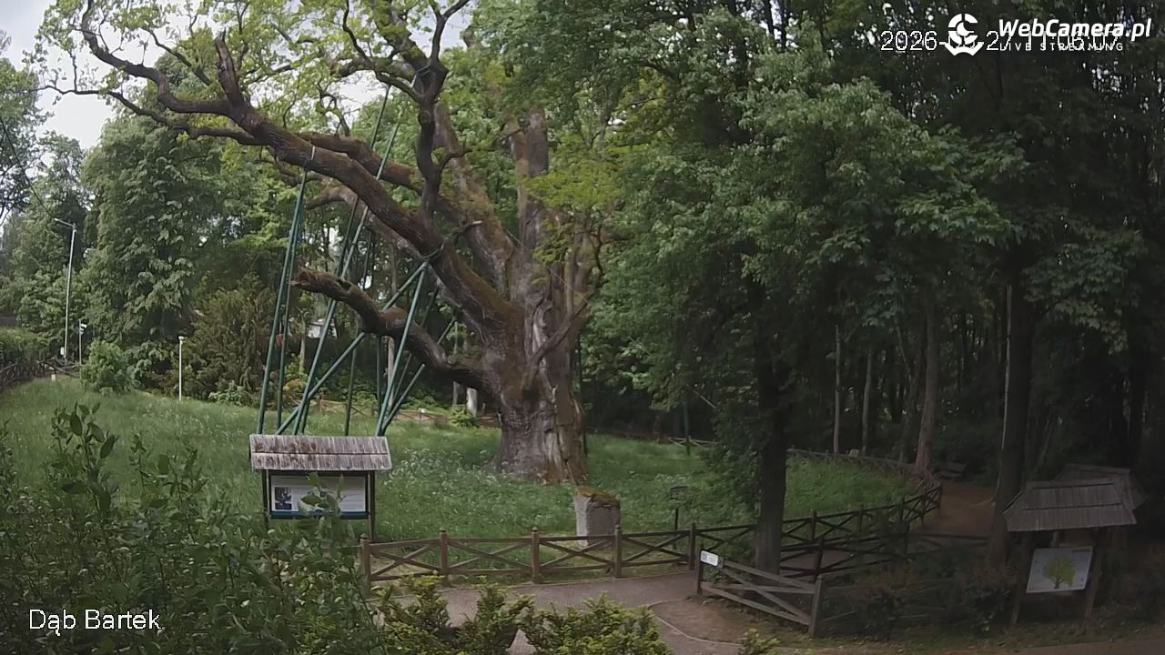 Dąb Bartek - Pomnik Przyrody - 27 maj 2026, 11:06