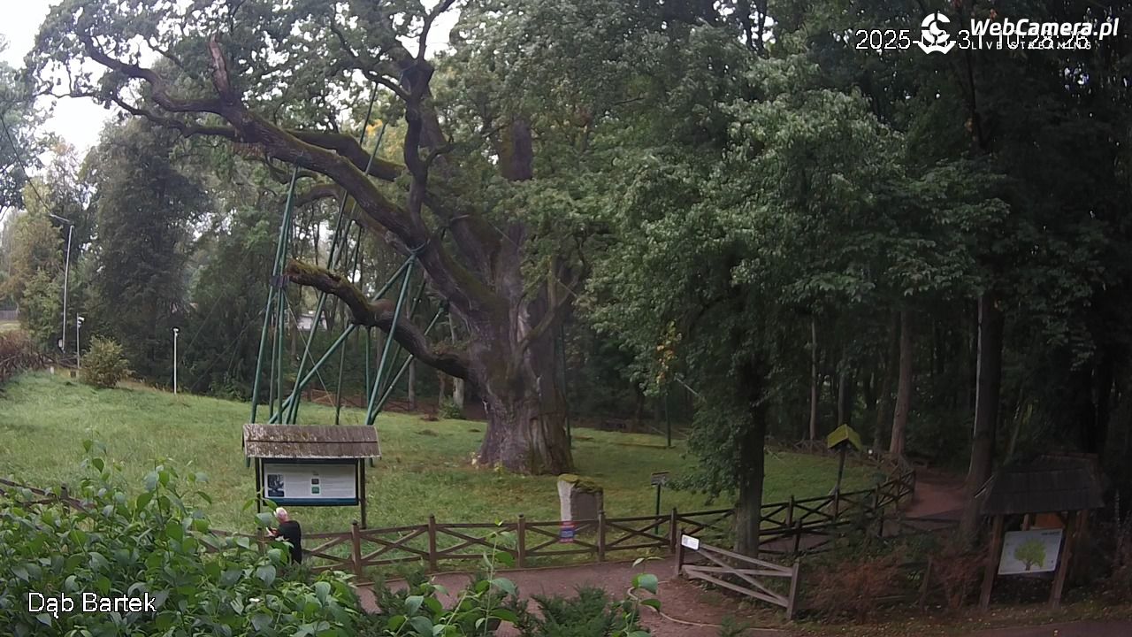Dąb Bartek - Pomnik Przyrody - 31 sierpień 2025, 10:28