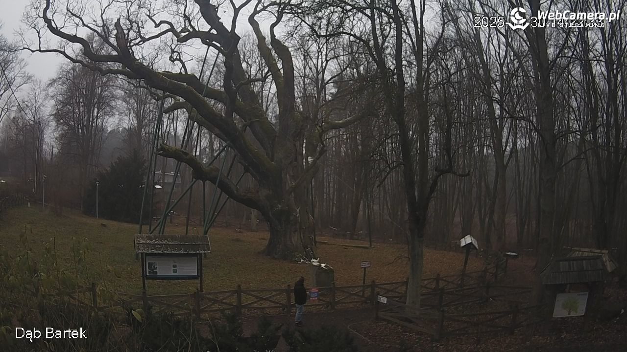 Dąb Bartek - Pomnik Przyrody - 30 listopad 2025, 14:23