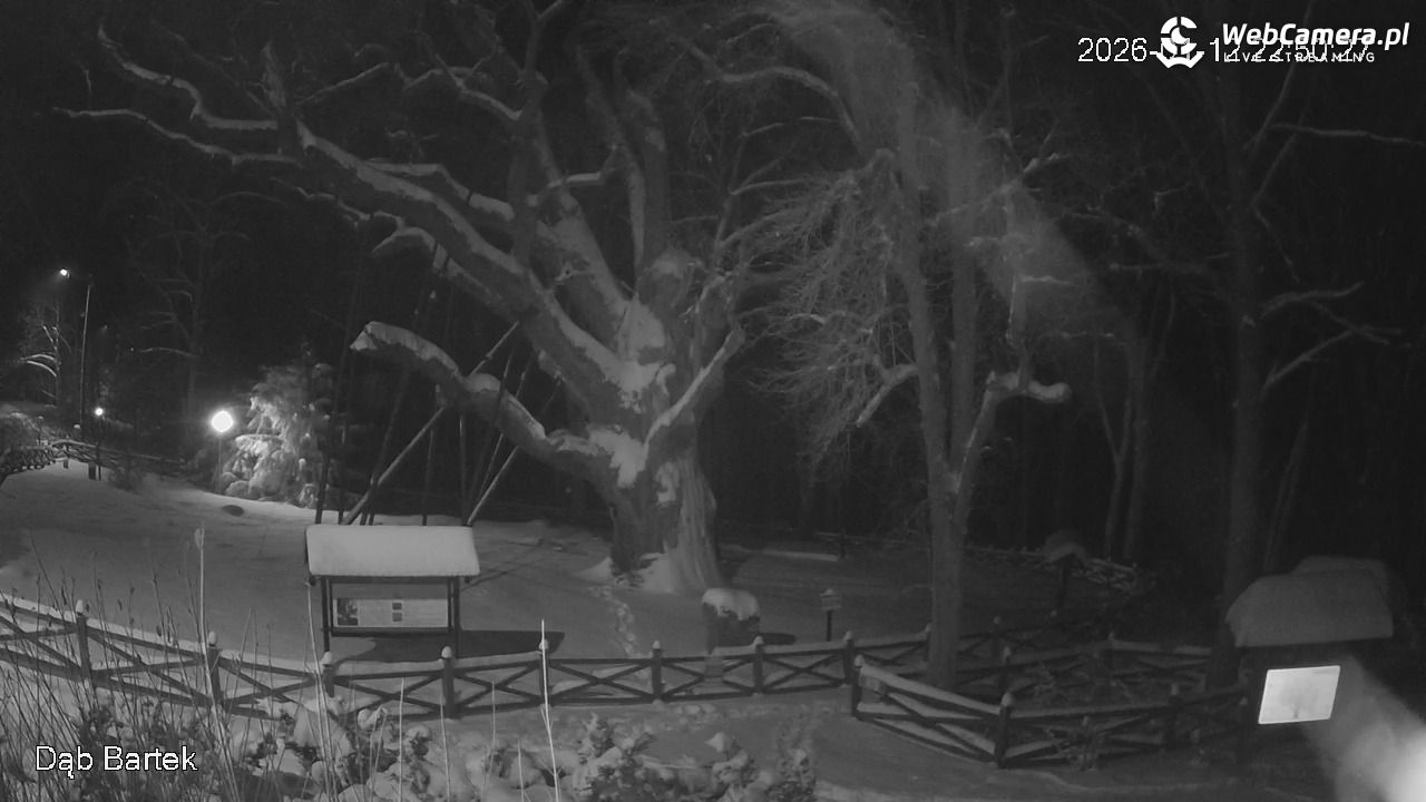 Dąb Bartek - Pomnik Przyrody - 12 styczeń 2026, 22:51