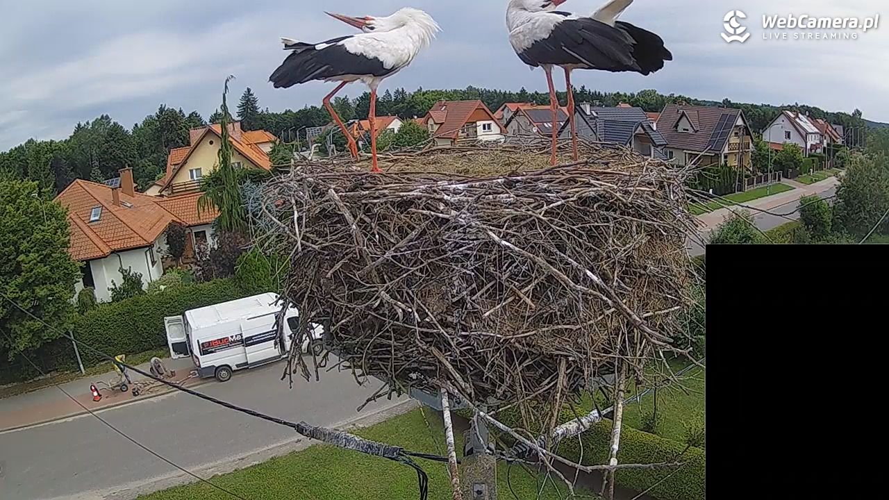 Pasłęk - gniazdo bociana białego - 29 lipiec 2026, 09:40
