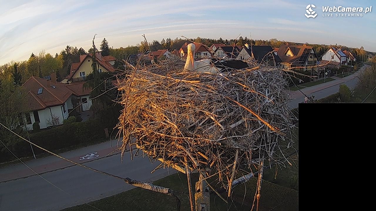 Pasłęk - gniazdo bociana białego - 27 kwiecień 2026, 19:48