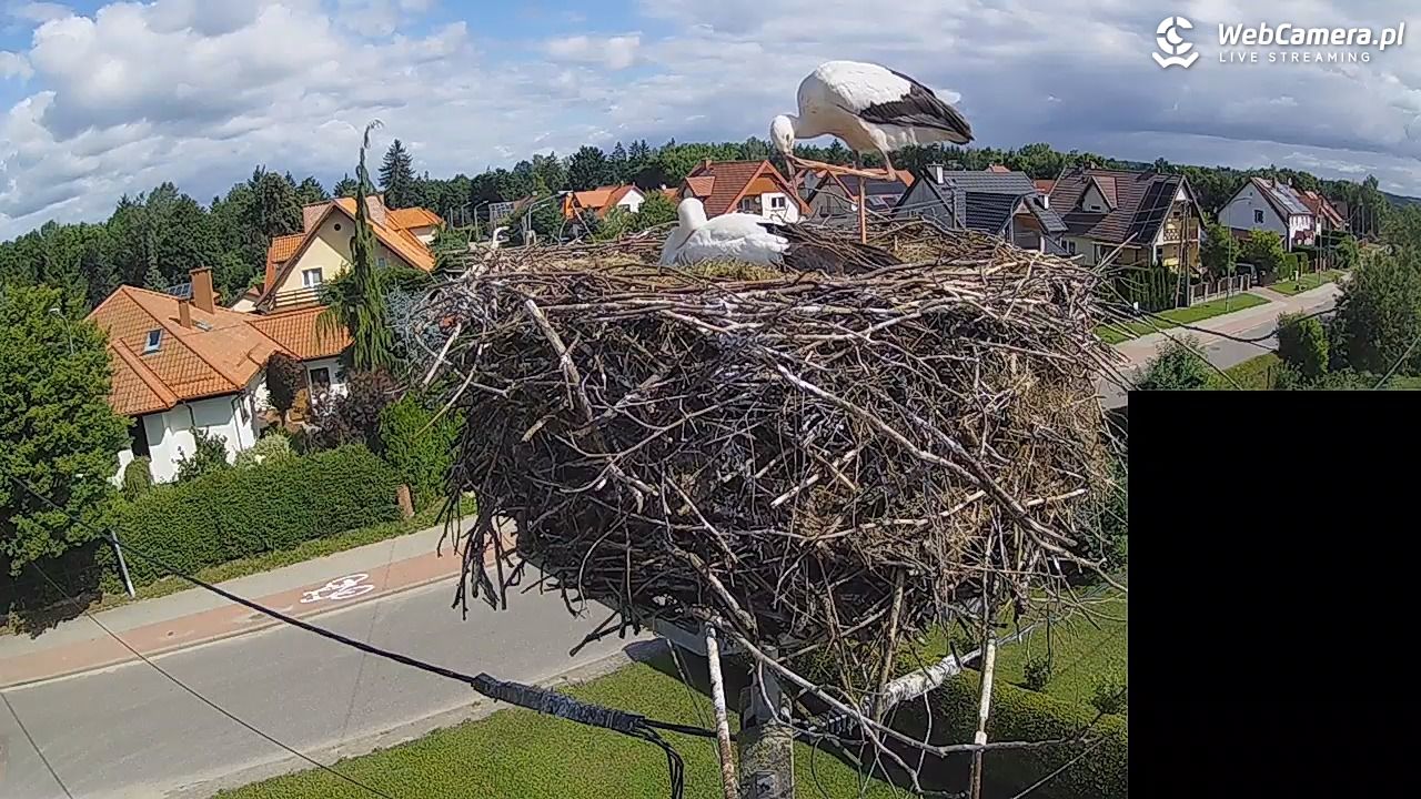Pasłęk - gniazdo bociana białego - 28 lipiec 2026, 10:11