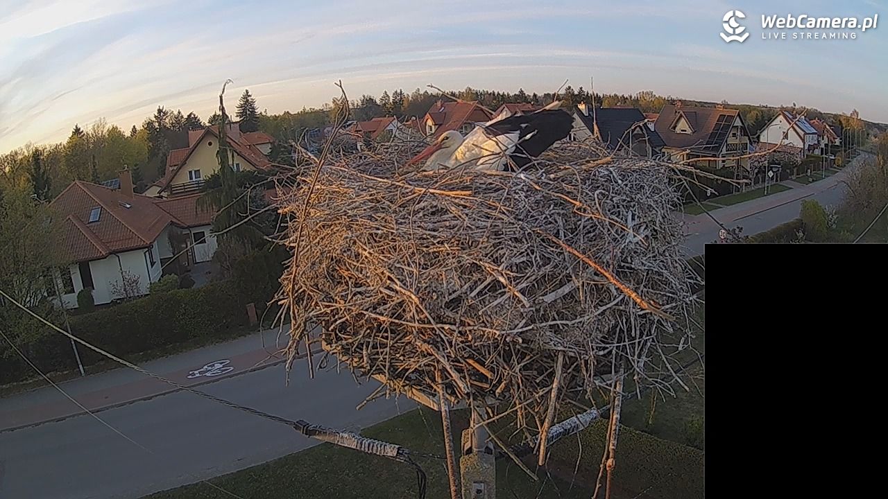 Pasłęk - gniazdo bociana białego - 27 kwiecień 2026, 19:51