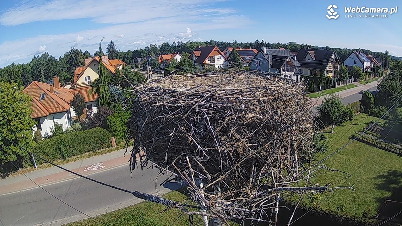 Pasłęk - gniazdo bociana - 21 sierpień 2025, 09:30