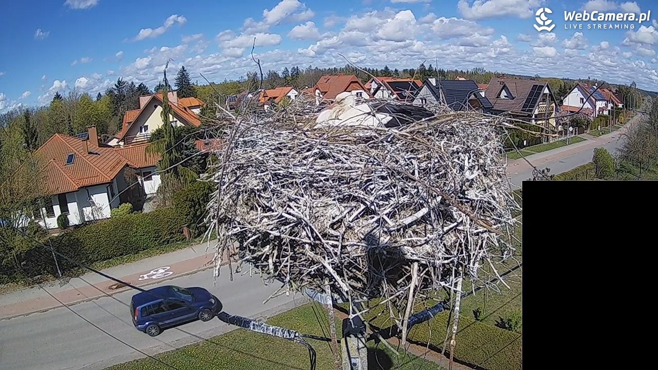 Pasłęk - gniazdo bociana białego - 26 kwiecień 2026, 13:40