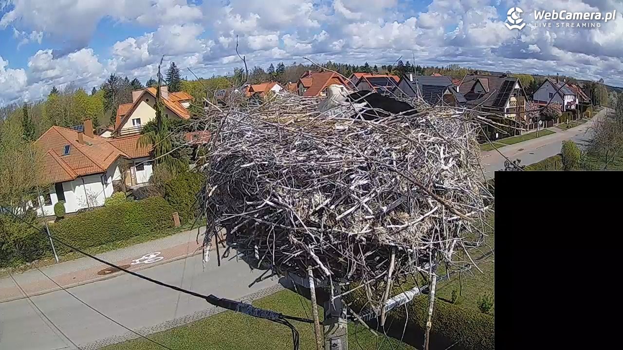 Pasłęk - gniazdo bociana białego - 26 kwiecień 2026, 10:51