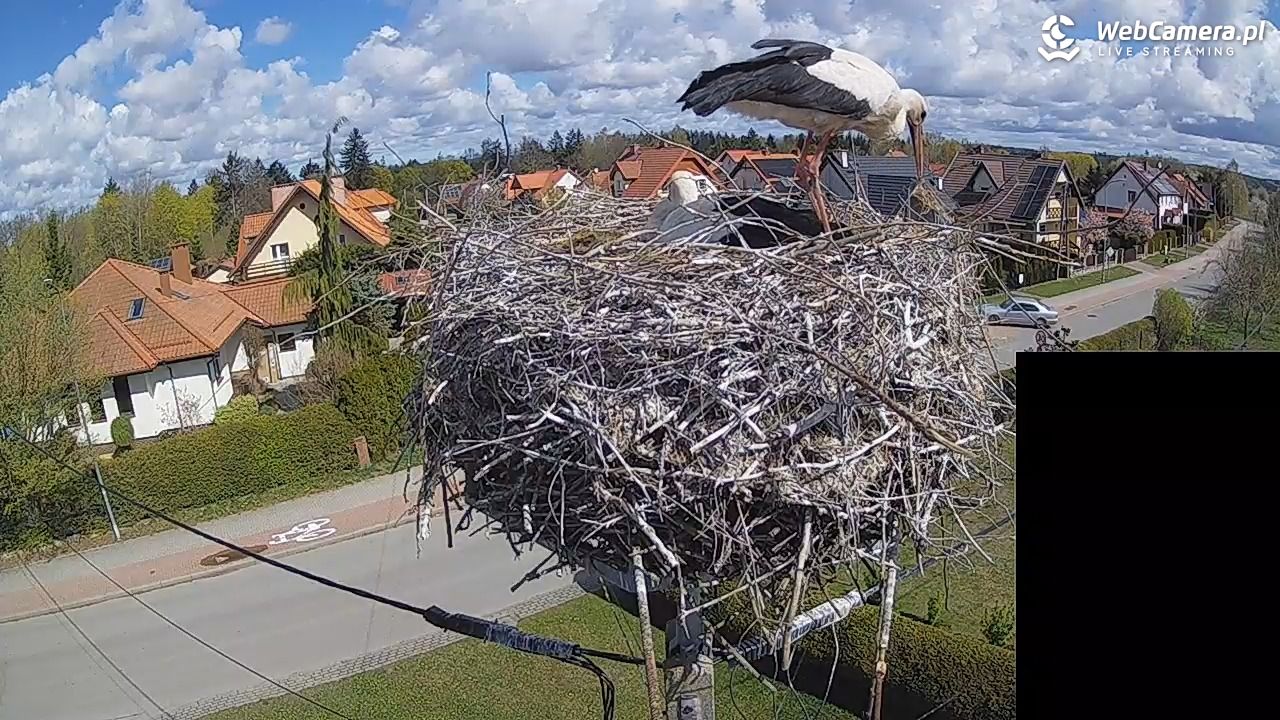 Pasłęk - gniazdo bociana białego - 26 kwiecień 2026, 10:56