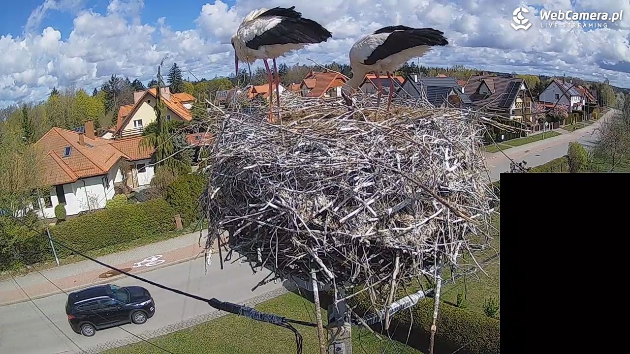 Pasłęk - gniazdo bociana białego - 26 kwiecień 2026, 10:56