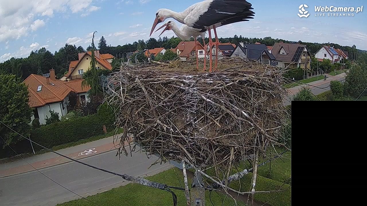 Pasłęk - gniazdo bociana białego - 29 lipiec 2026, 13:48