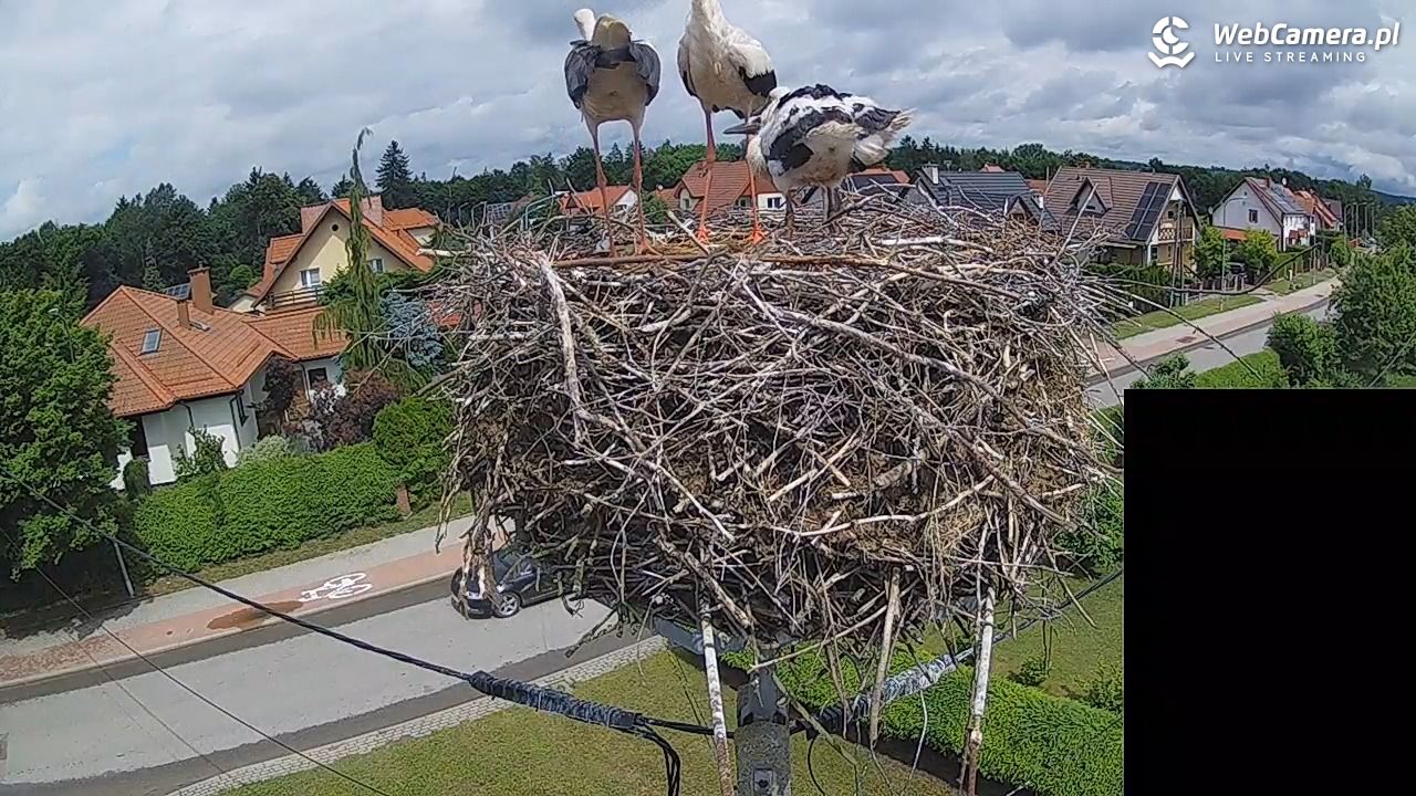 Pasłęk - gniazdo bociana białego - 13 czerwiec 2026, 12:10