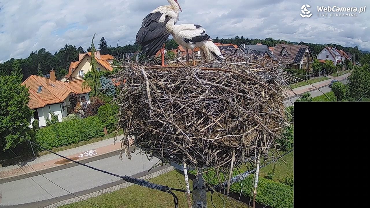 Pasłęk - gniazdo bociana białego - 13 czerwiec 2026, 12:14