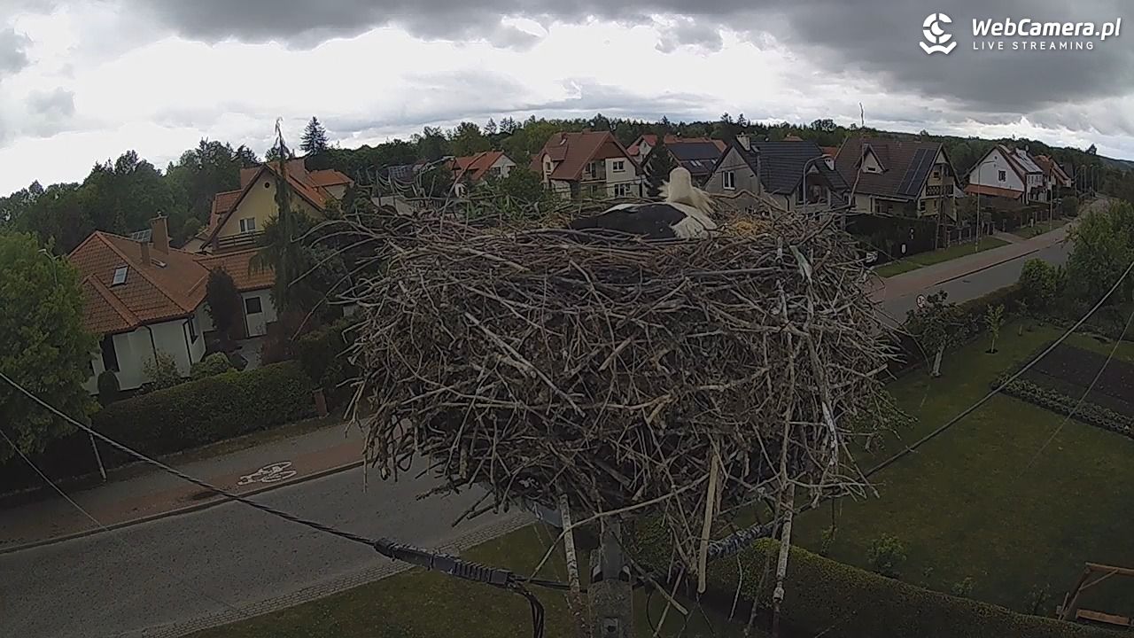Pasłęk - gniazdo bociana - 16 maj 2025, 11:11