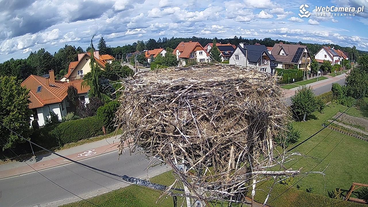 Pasłęk - gniazdo bociana - 21 sierpień 2025, 14:21