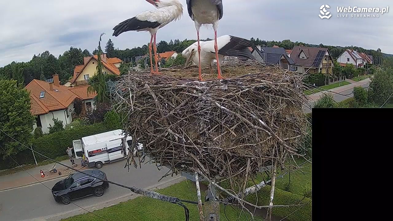 Pasłęk - gniazdo bociana białego - 29 lipiec 2026, 09:44