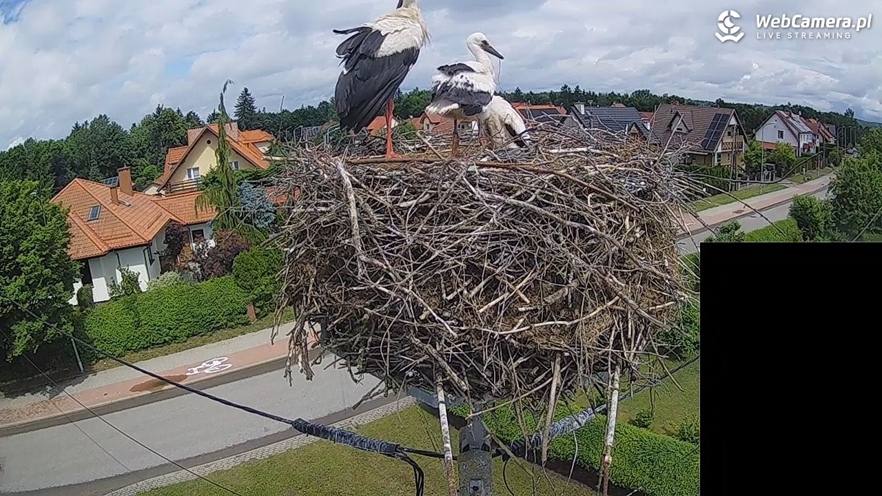 Pasłęk - gniazdo bociana białego - 13 czerwiec 2026, 12:16