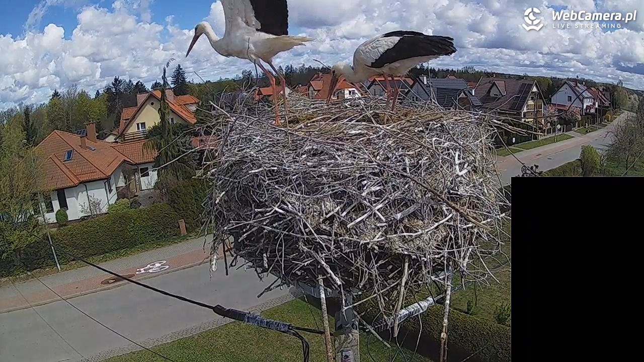 Pasłęk - gniazdo bociana białego - 26 kwiecień 2026, 10:57