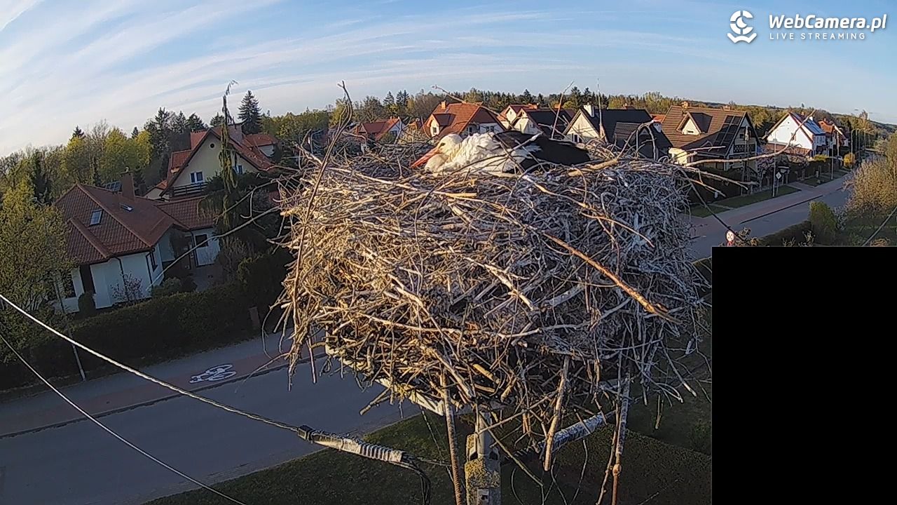 Pasłęk - gniazdo bociana białego - 27 kwiecień 2026, 19:21