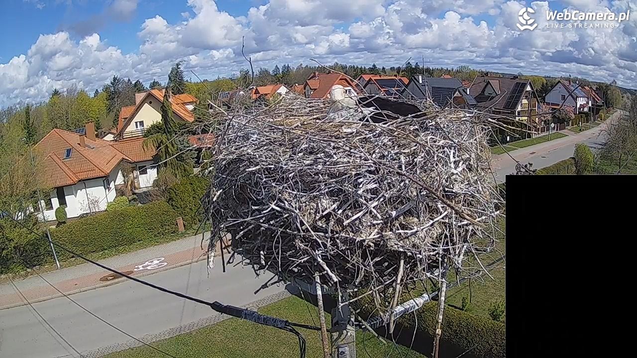 Pasłęk - gniazdo bociana białego - 26 kwiecień 2026, 10:53
