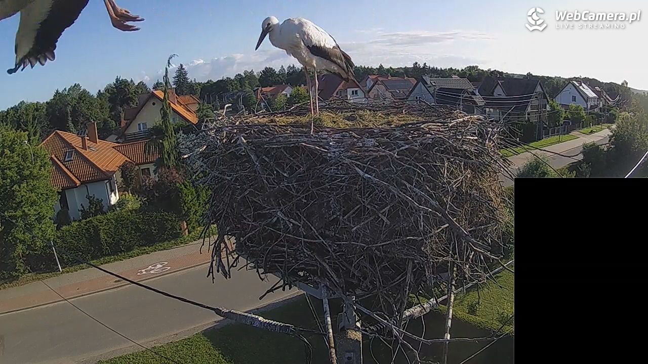 Pasłęk - gniazdo bociana białego - 28 lipiec 2026, 06:59
