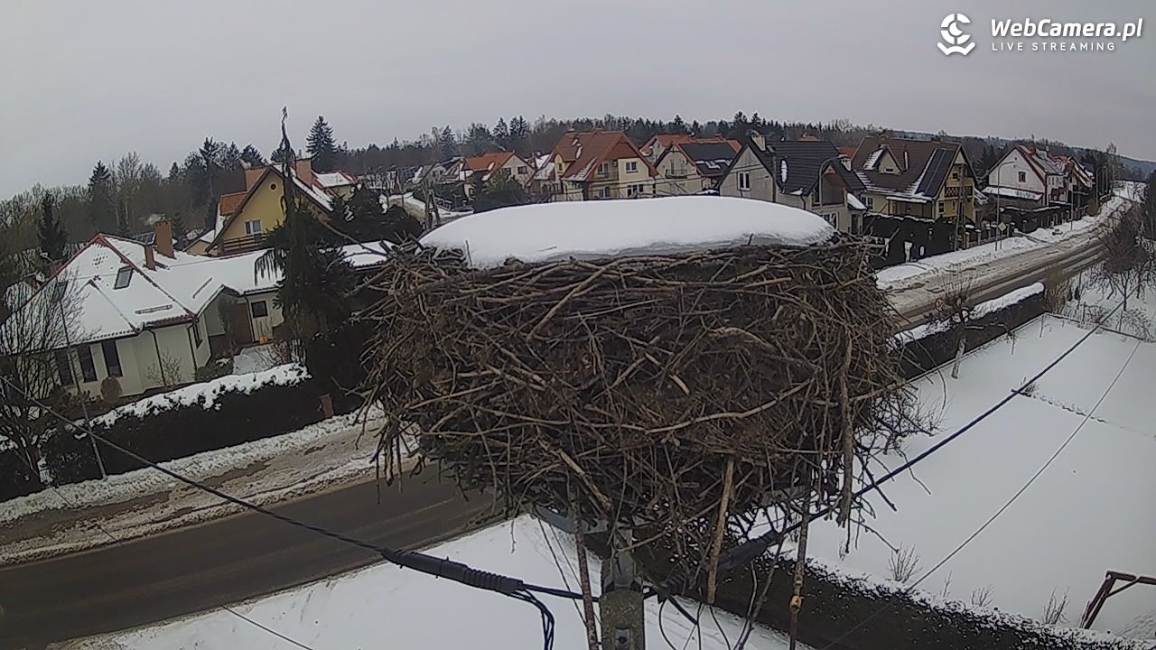 Pasłęk - gniazdo bociana - 23 styczeń 2026, 14:14