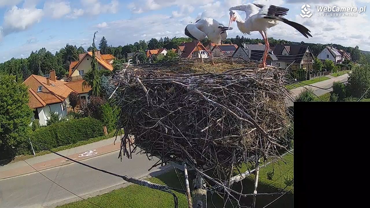 Pasłęk - gniazdo bociana białego - 28 lipiec 2026, 08:48